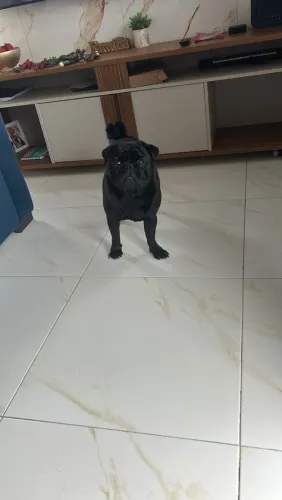 Procuro uma família pra um cachorro