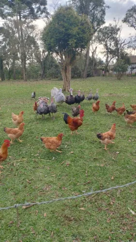 Galinhas