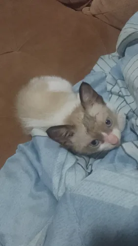 Gato - Pelo Curto Brasileiro