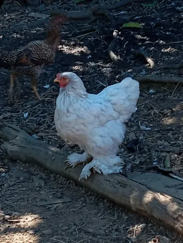 Galinha Brahma