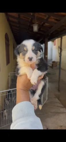 Filhote Border collie fêmea preto e branco tricolor
