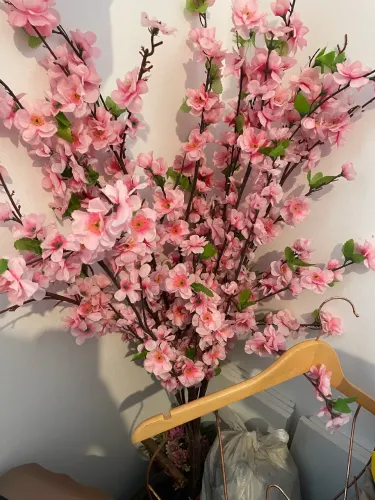 Cerejeira