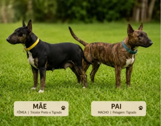 Vende-se filhotes da Raça Bull terrier interessados entrar em contato (69) 9  *