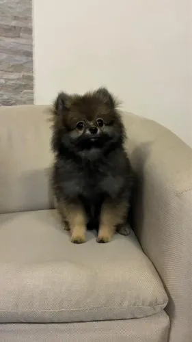 Spitz Lulu fêmea 