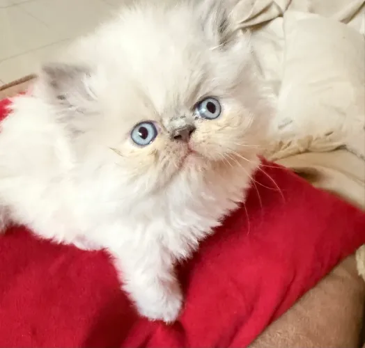 Gato persa show