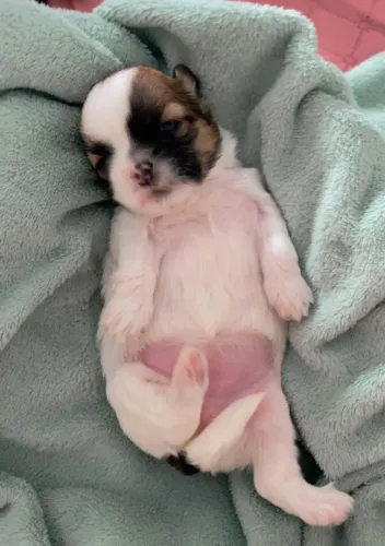 Cachorro Shih tzu fêmea