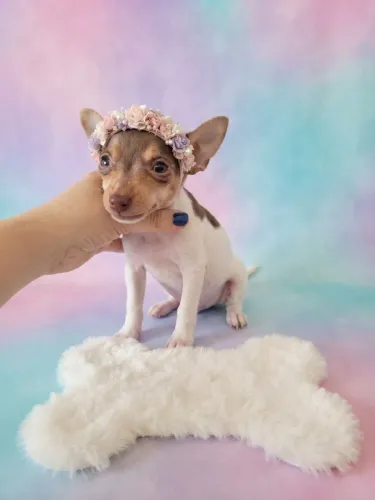 Pinscher Menina Linda e Encantadora