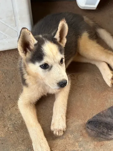 FILHOTE HUSKY SIBERIANO FÊMEA