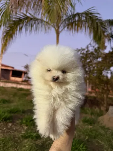 Spitz alemão anão - fêmea 