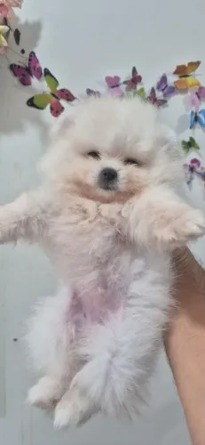Lulu anão fêmea e macho em oferta para dia dos namorados