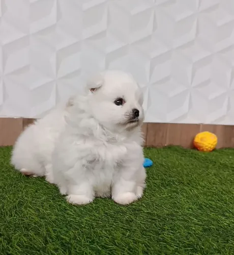 Filhotes de alto padrão genético Lulu da Pomerânia