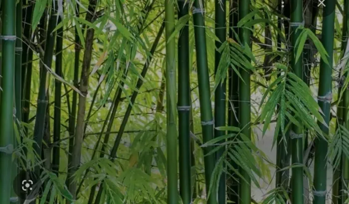 Bambú brasil