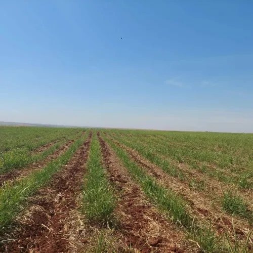 Maringá, Cianorte, Fazenda, 624 Hectares, 258 Alqueires, Cana e Gado, à venda, Zona Rural 