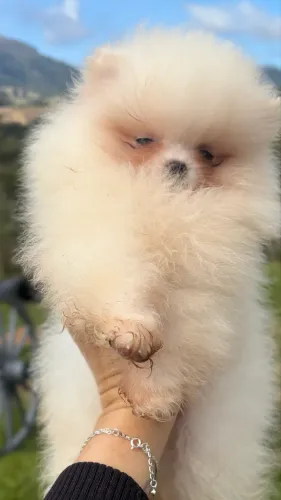 Spitz Alemão / Lulu da Pomerania