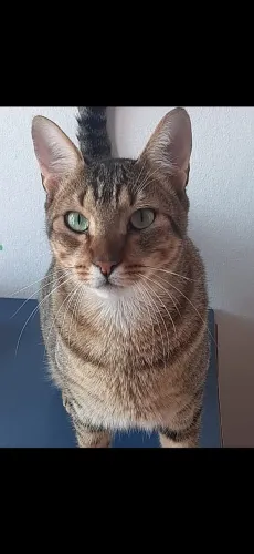 Doação responsável Gatos