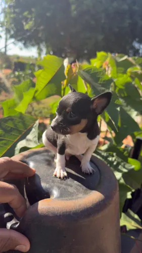 Vende se filhote de Pinscher 0 interessados chama *