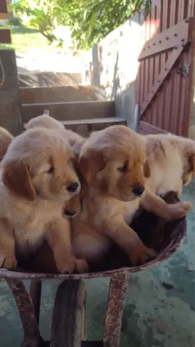 Golden Retriever para alegrar seu dia / filhotes pedigree 