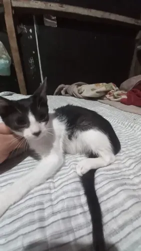 Gatinha filhote para adoção