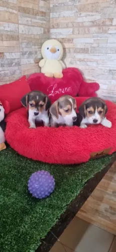 BEAGLE TRICOLOR A COR ORIGINAL E MAIS LINDO SO MINDO PUCIRICIMO,E VACINADO E VERMIFUGADO