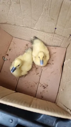 Vendo filhotes de pato