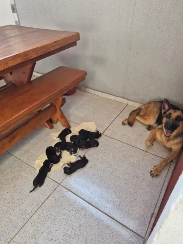 Cachorro