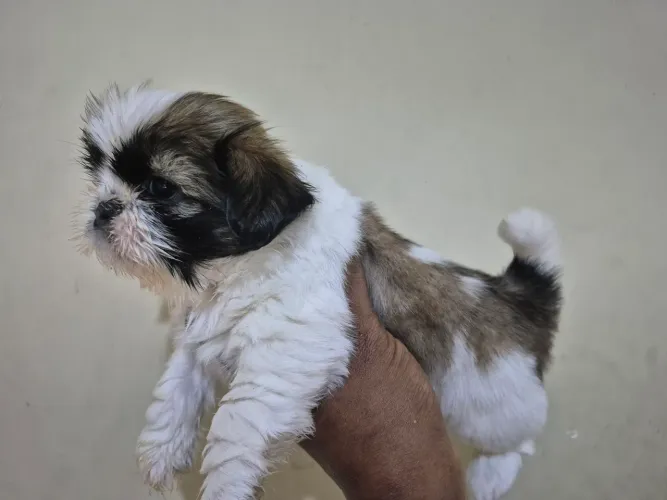Lindos machinhos de shih tzu