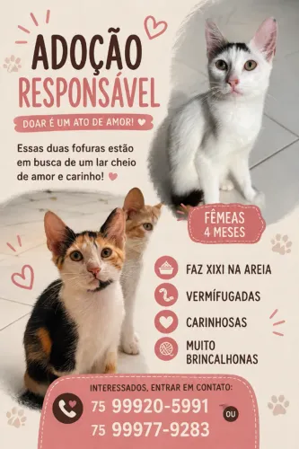 DOAÇÃO DE GATOS