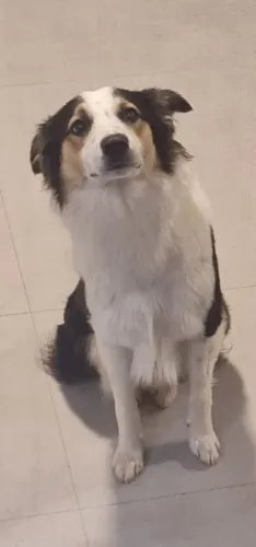 Doação border collie