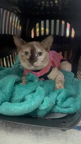 Adoção Responsável - Doação - Gato gata fêmea
