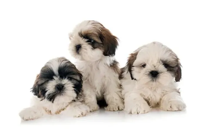 Shih Tzu Filhote Para Quem Ama Uma Companhia Cheia de Fofura