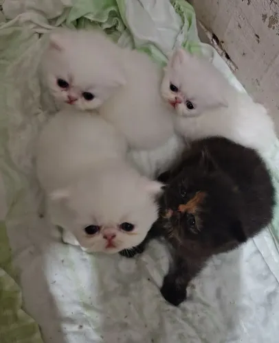 Persas lindos  machos 