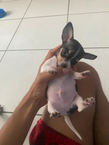 Cachorros
