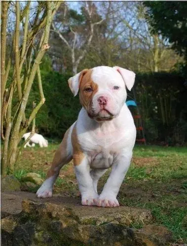 Pitbull filhotes sao anjos disfarçados nessa terra