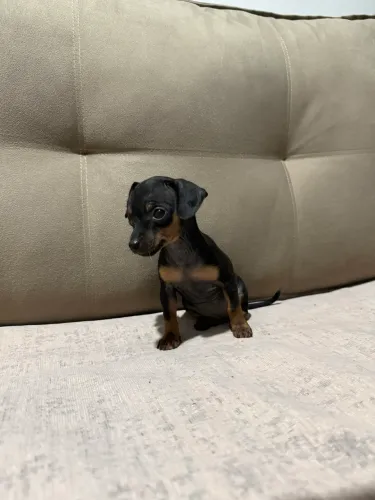 Pinscher zero e 1