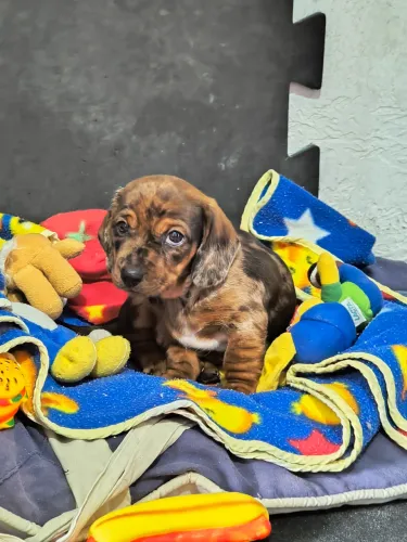 Dachshund