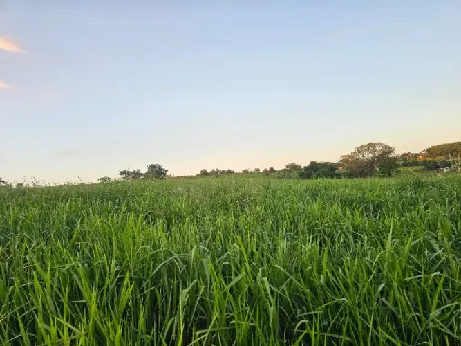 Capim no ponto para corte de enfenar ou cilagem