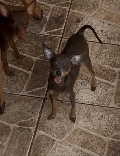 Fêmea de pinscher blue