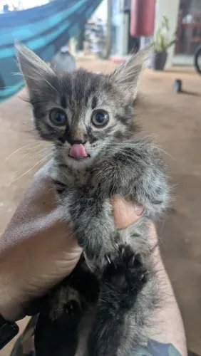 Gato fêmea 3 meses bem mansinha
