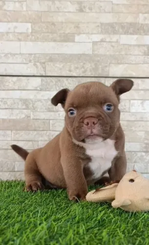 American Bully micros Canil império alfa 