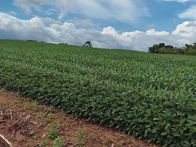Fazenda em Pedro Afonso/Santa Maria. 