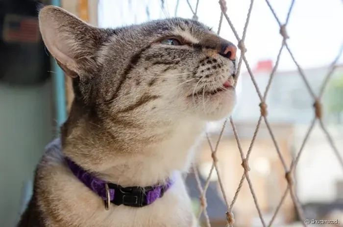 Redes de proteção para pets 