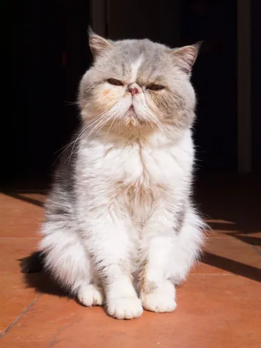 Procuro Macho/Namorado pra gata Persa!