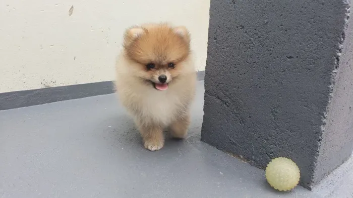 Spitz alemão laranjinha, cabeça de ursinho 