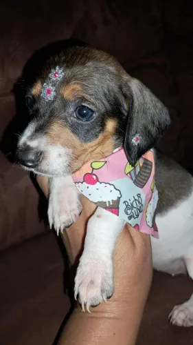 Filhotes de Linguicinhas dachshund 