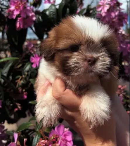 Filhote Shih Tzu, Seu novo companheiro de aventuras está pronto para ir para casa!