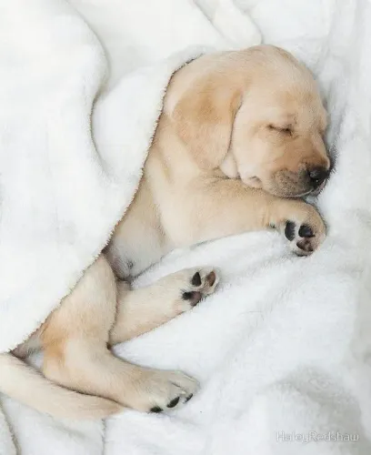Filhote Labrador te aguardando dormindo 