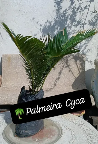 Muda de Palmeira Cyca 