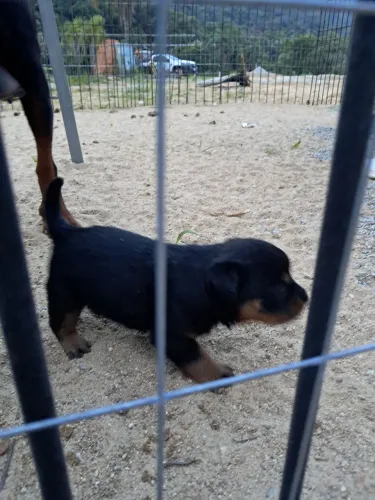 Vendo filhote de Rottweiler