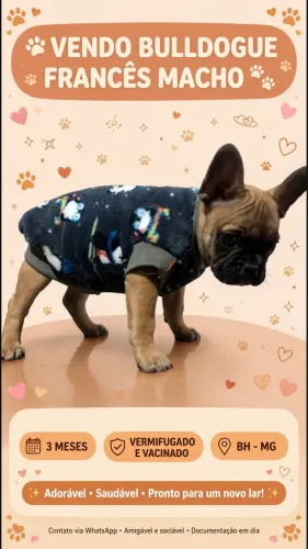 Cachorro