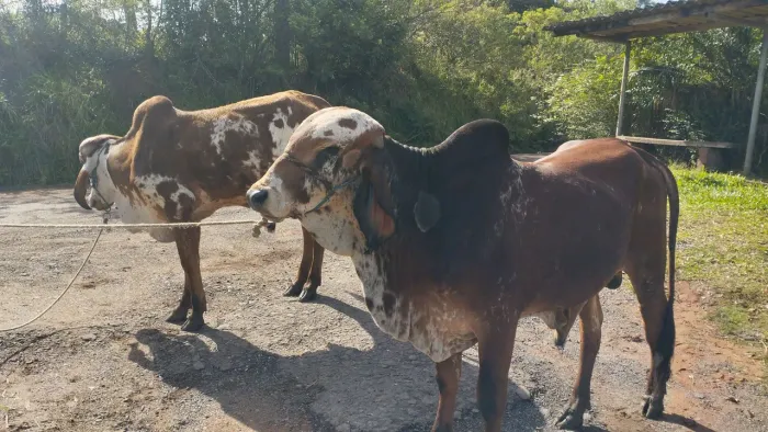 Junta de terneiros( boi touros ainda) gir bem cruzado bem domados